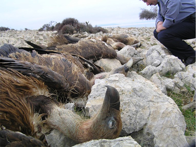 balkan vultures poison study