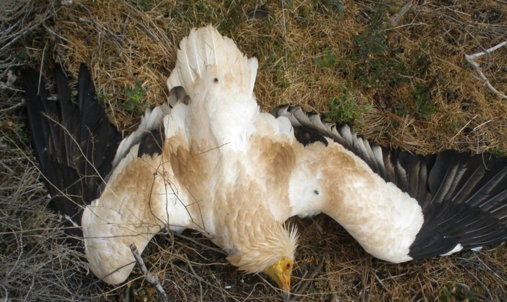 dead egyptian vulture harshest wildlife crime conviction in Spain