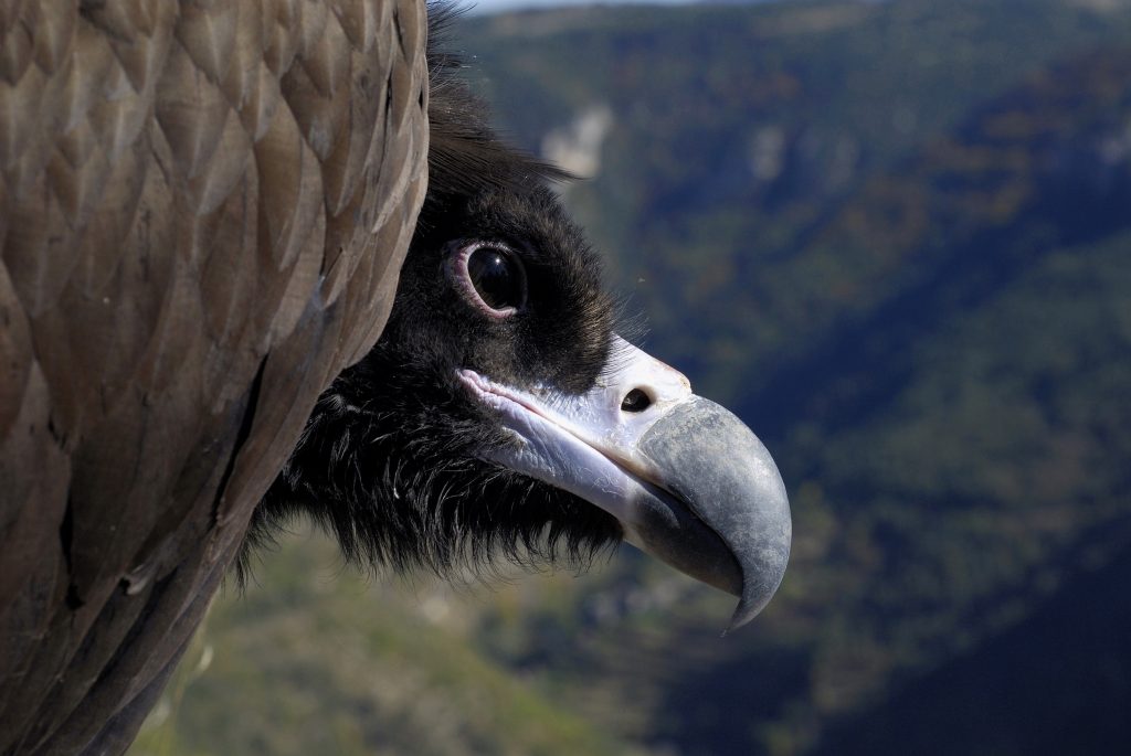 Cinereous vulture closeup