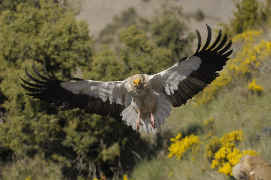 Egyptian Vulture 3