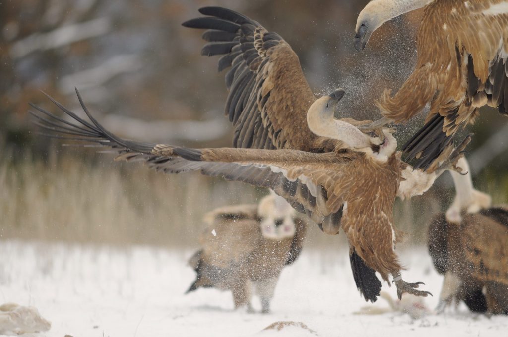 Griffon Vultures