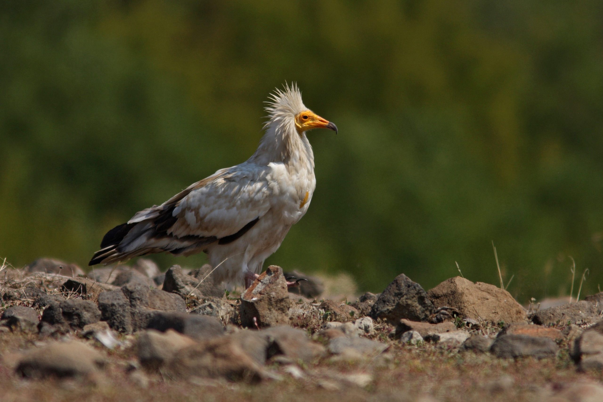Why are vultures important? Vulture Conservation Foundation