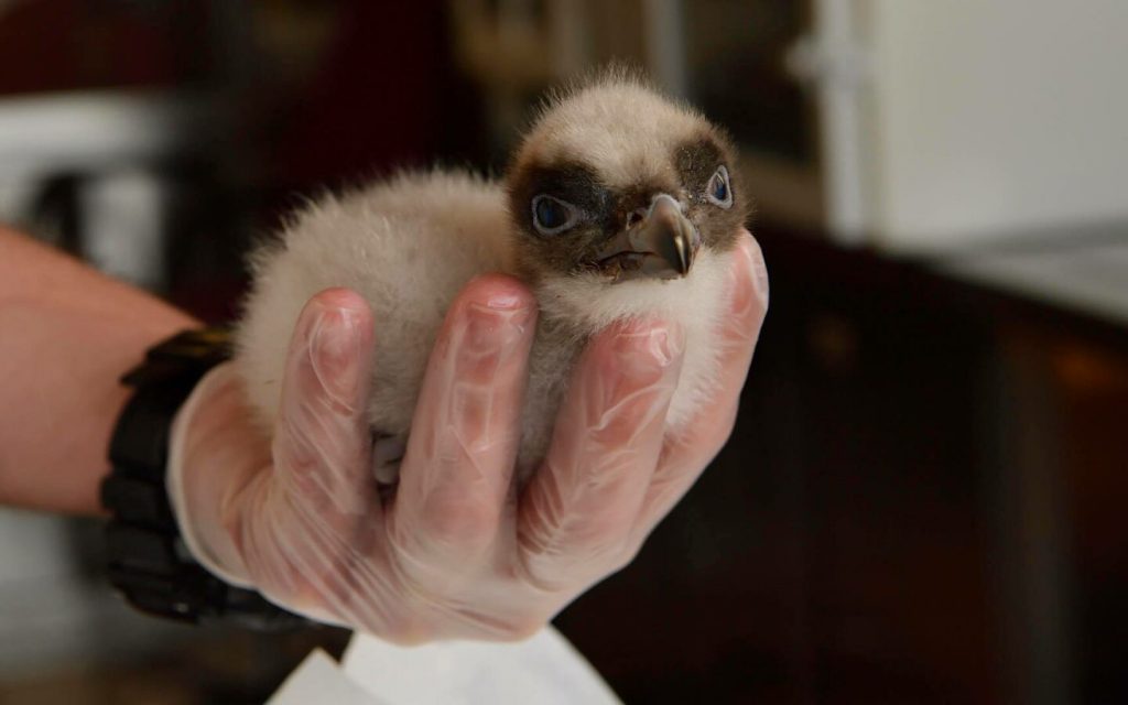 Bearded Vulture captive-bred chick at Vallcalent © Hansruedi Weyrich