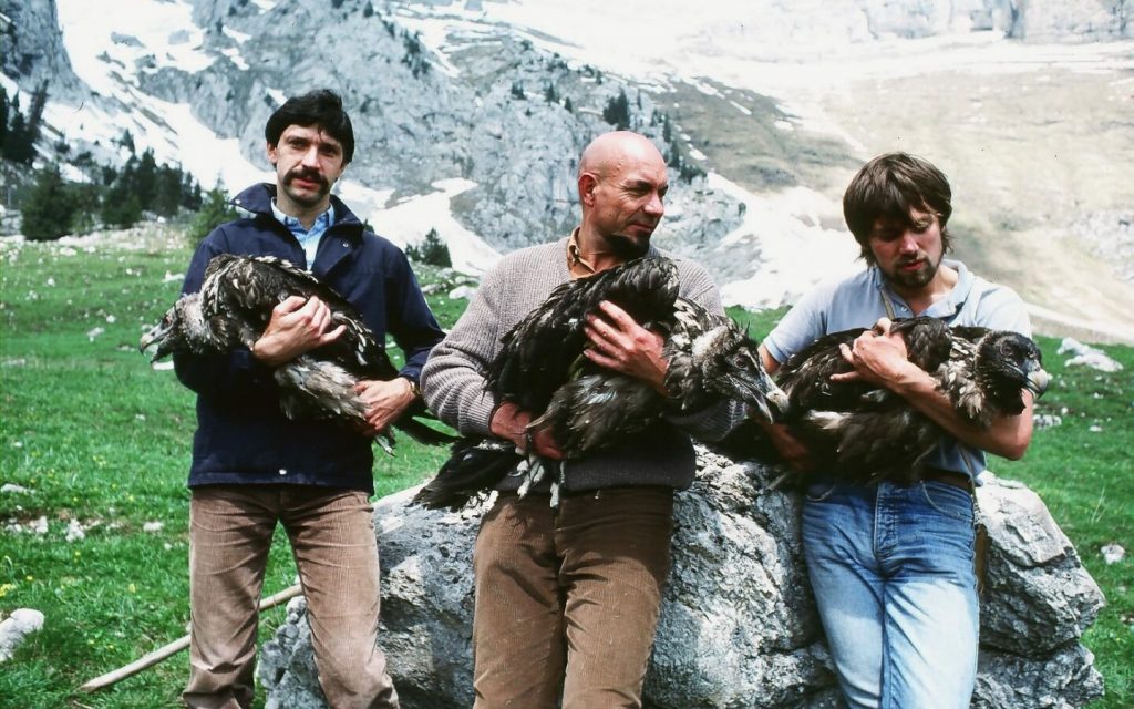 First releases of captive-bred Bearded Vulture in the Alps