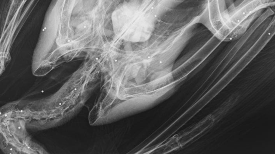 X-ray of Griffon Vulture that suffered from lead poisoning