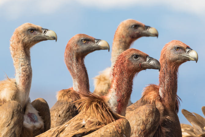 Research review: study finds no clear evidence that vultures