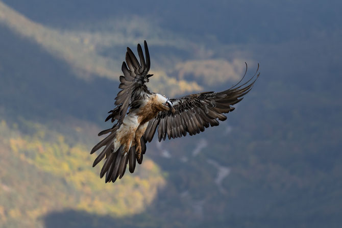 bearded vulture flight