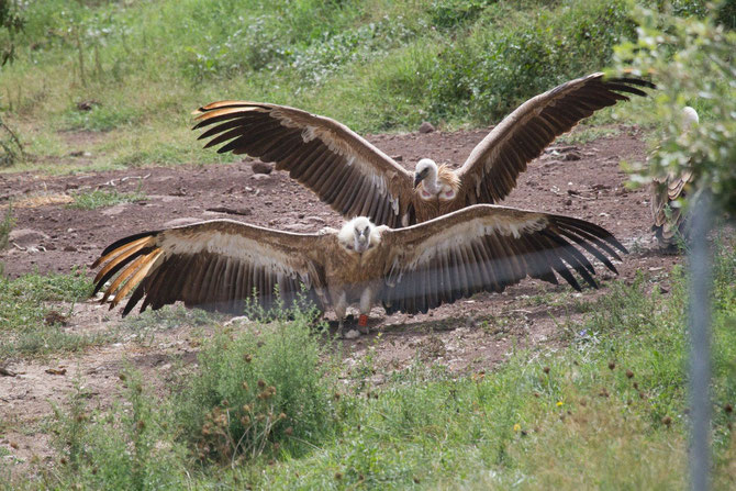 Common griffon, bird