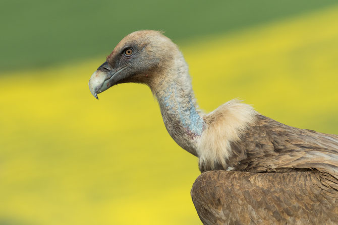 Why We Need To Protect Vultures Vulture Conservation Foundation