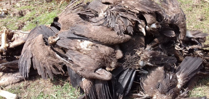 Preventing the Killing of Critically Endangered Vultures in West African  Countries - IUCN SOS