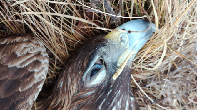 The poisoned carcass of the golden eagle in Croatia