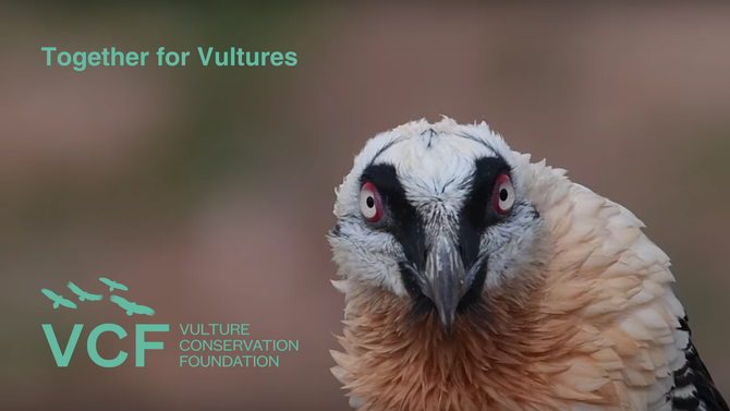 Why we need vultures - Vulture Conservation Foundation