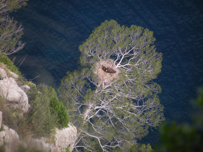 Cinereous Vulture nest in Mallorca (c) Jordi Muntaner