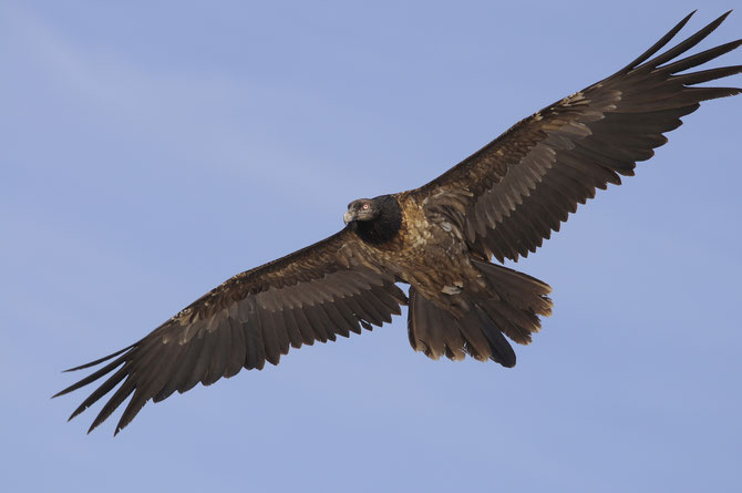 bearded vulture flight