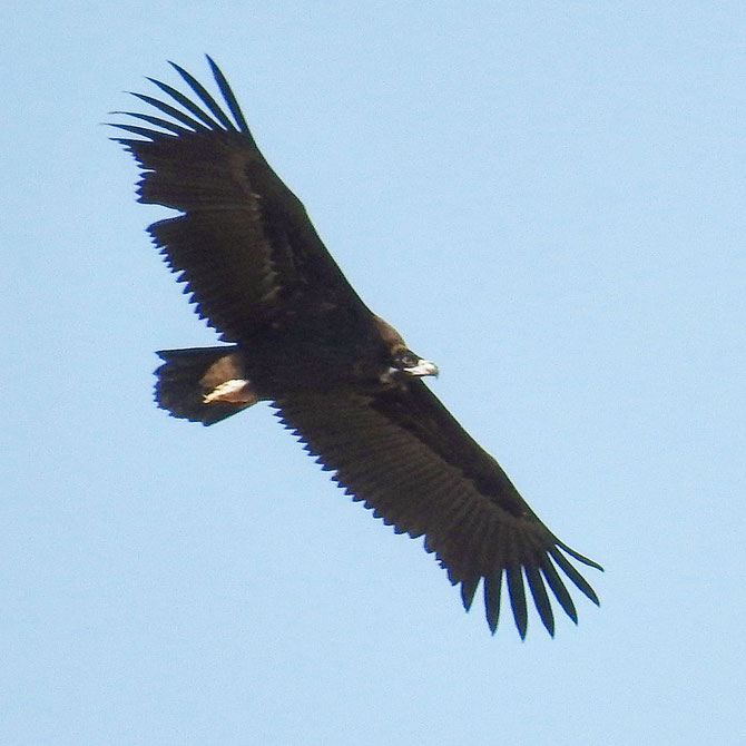 vultures flying