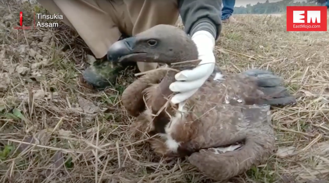 At Least 34 Critically Endangered Vultures Recently Killed From ...