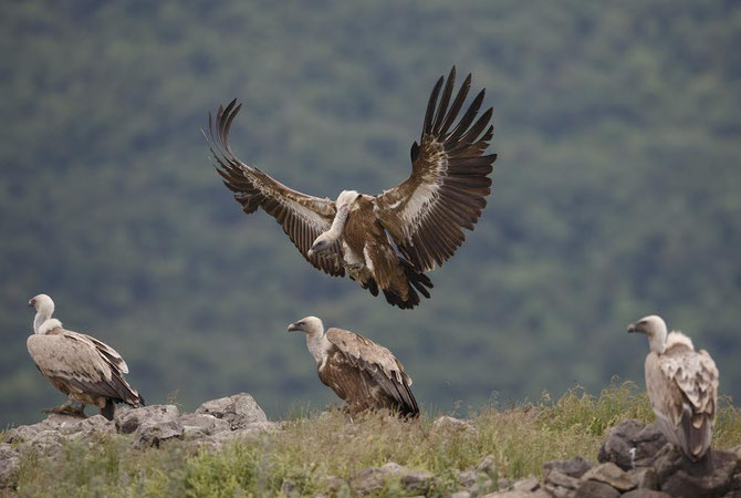 Vultures mostly forage outside protected areas; conservation