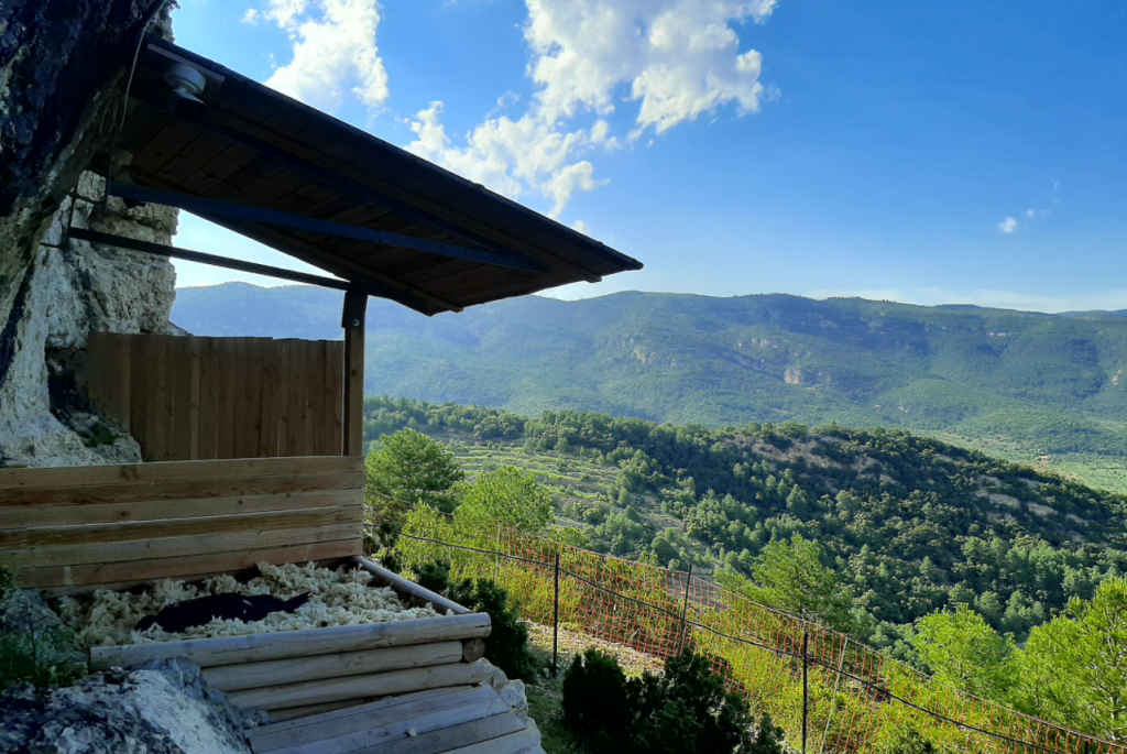 Bearded Vulture release in Maestrazgo