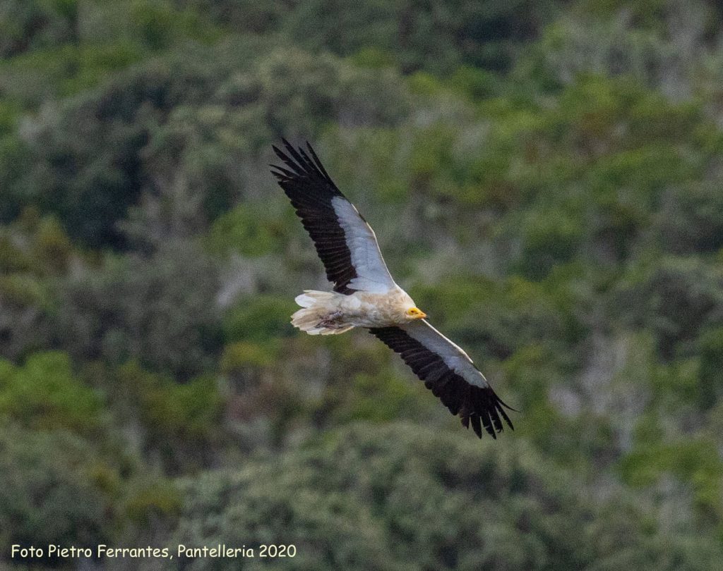 following egyptian vulture sara