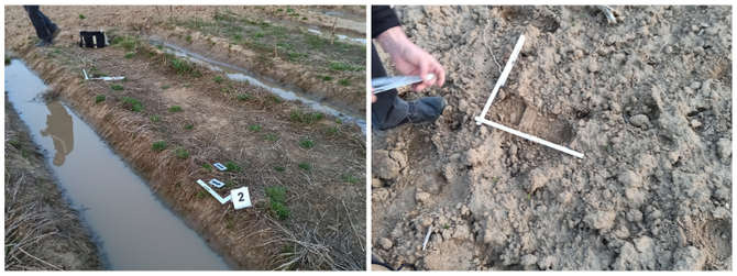 The footprints of the suspect © Gábor Deák, MME/BirdLife Hungary