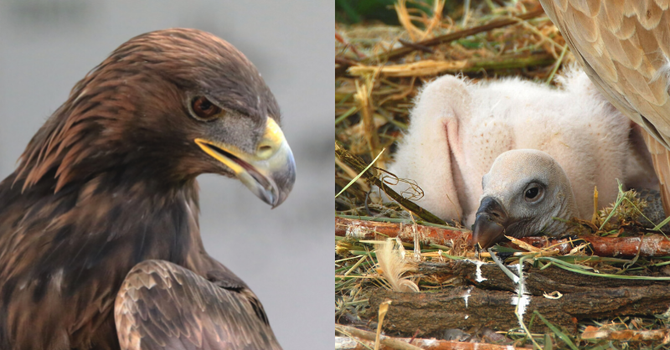 vulture and eagle fight