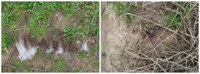 Feathers and blood were found during the field search © Gábor Deák, MME/BirdLife Hungary