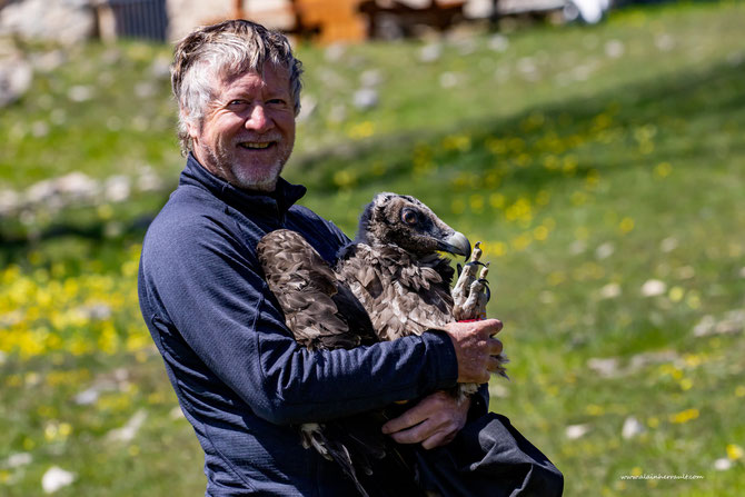 Releasing a young captive-bred Bearded Vulture in Vercors in 2021 © Alain Herrault/ LIFE GypConnect project