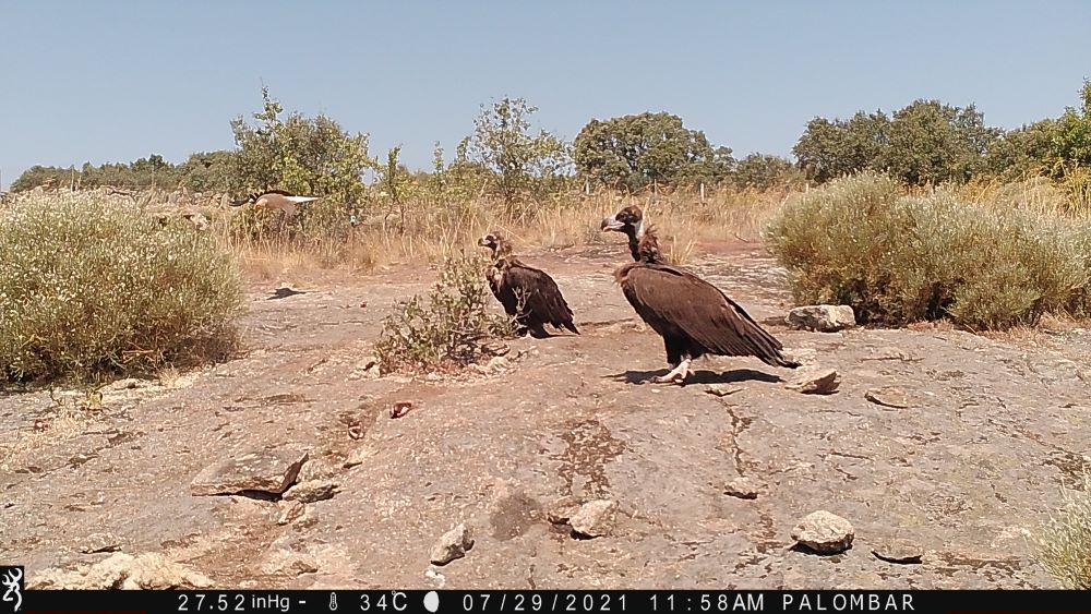 cinereous vulture douro