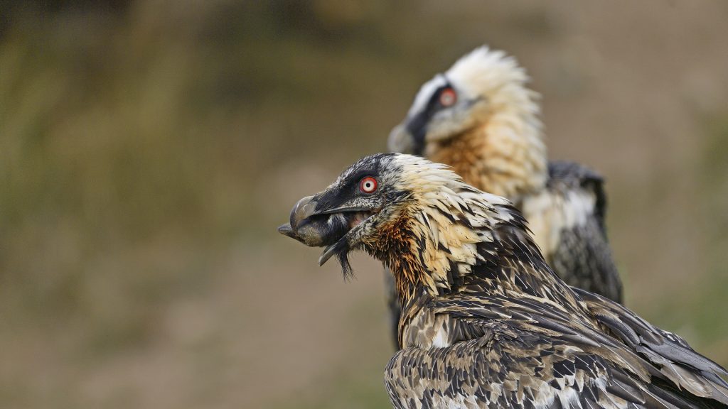 Bearded Vultures help vultures