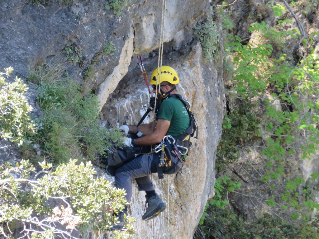 Bearded Vulture reintroduction project in Andalusia