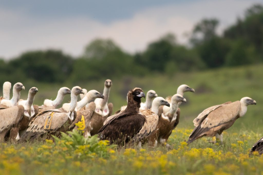 White-backed vulture, facts and photos