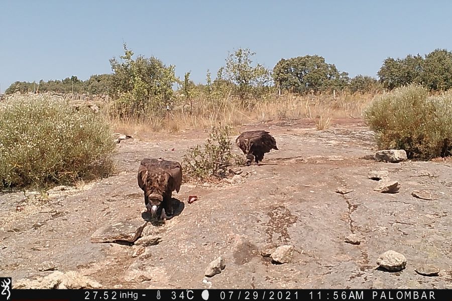 cinereous vulture douro