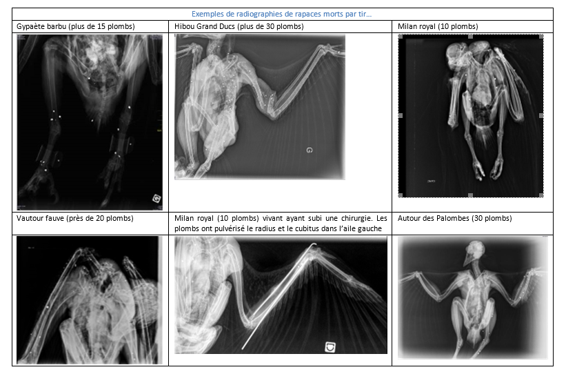 shot raptors vultures in france x rays_LPO