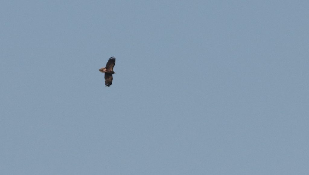 egyptian vulture shot malta