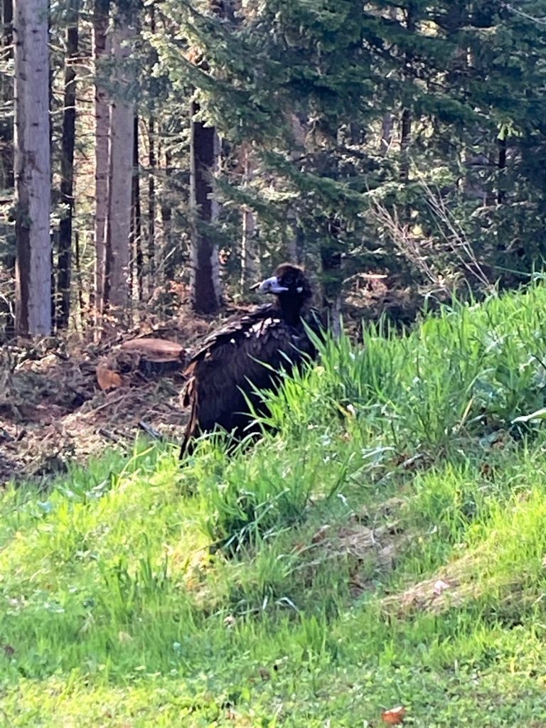 weak cinereous vulture switzerland