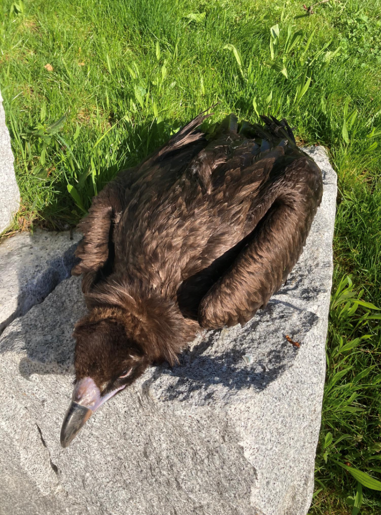 Cinereous Vulture died from plastic ingestion overdose