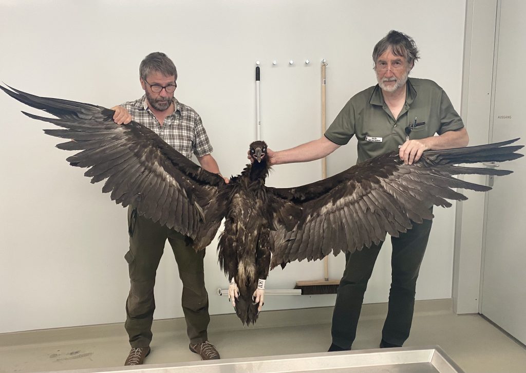 Cinereous Vulture died from plastic ingestion overdose 