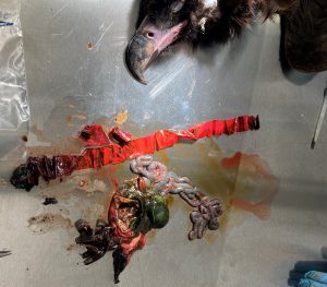 Cinereous Vulture died from plastic ingestion overdose