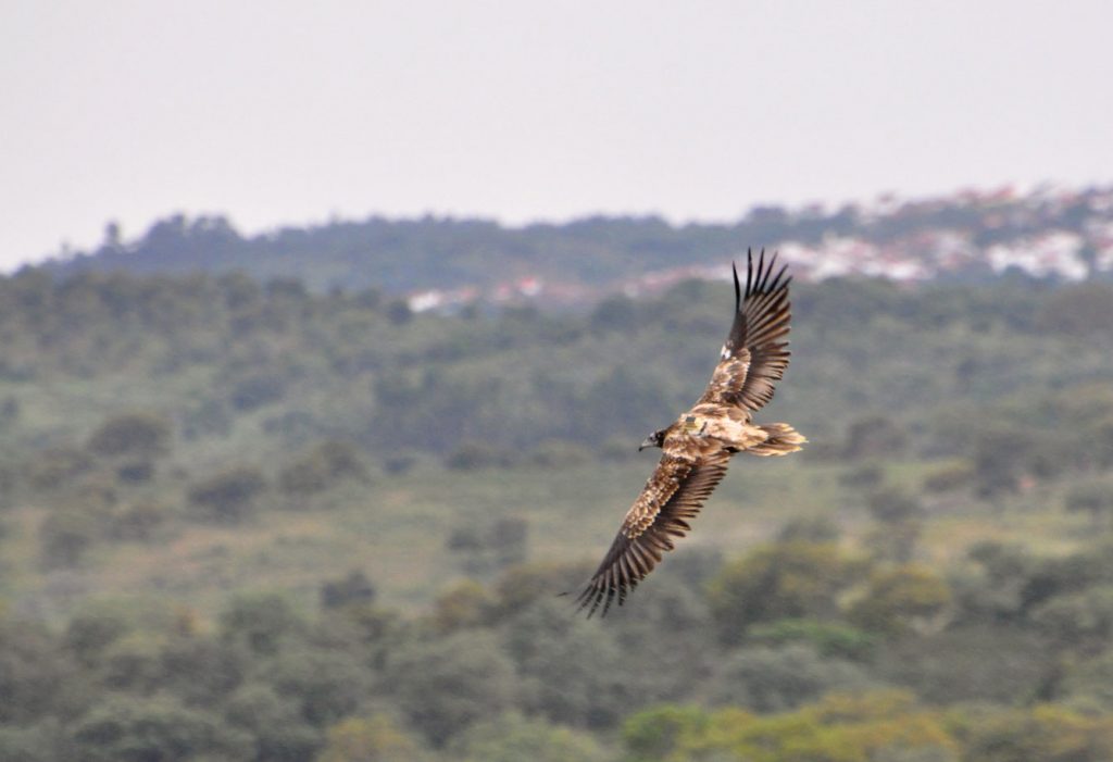 Egyptian Vulture migration Alvor