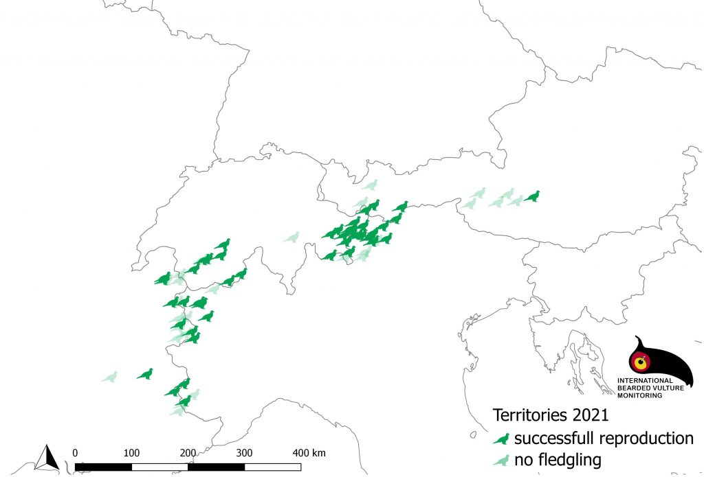 Bearded Vulture in the Alps reproduction breeding 2020 2021