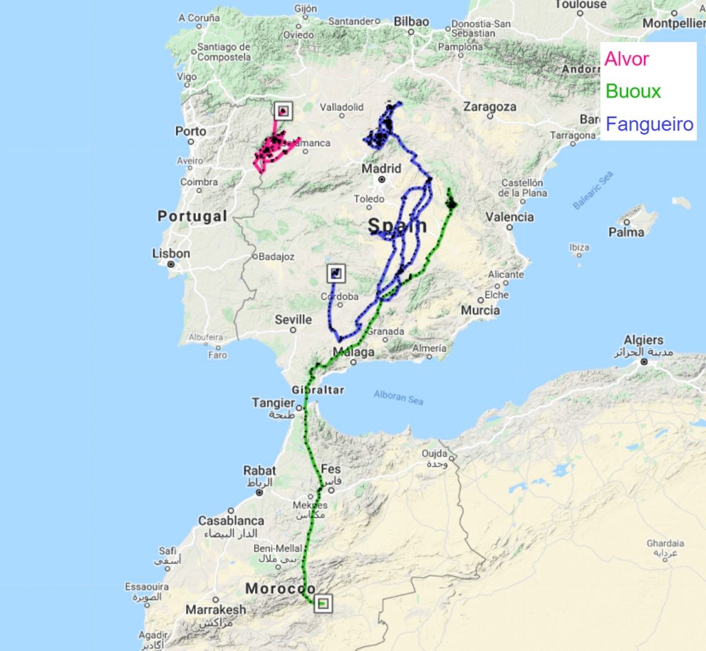 Egyptian Vulture migration Alvor Buoux Fangueiro