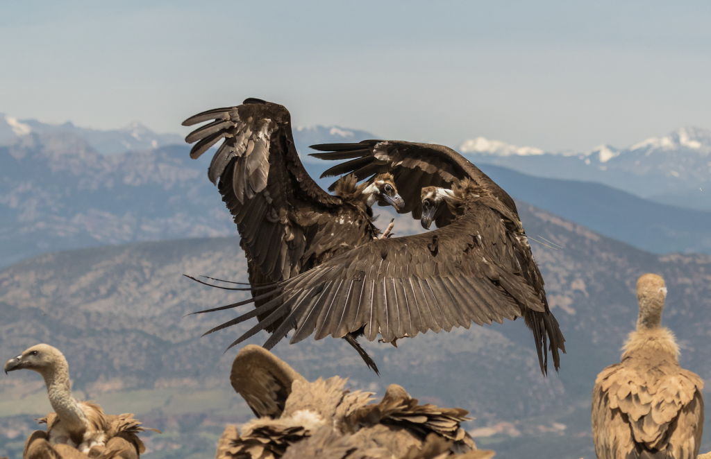 Fascinating vulture facts