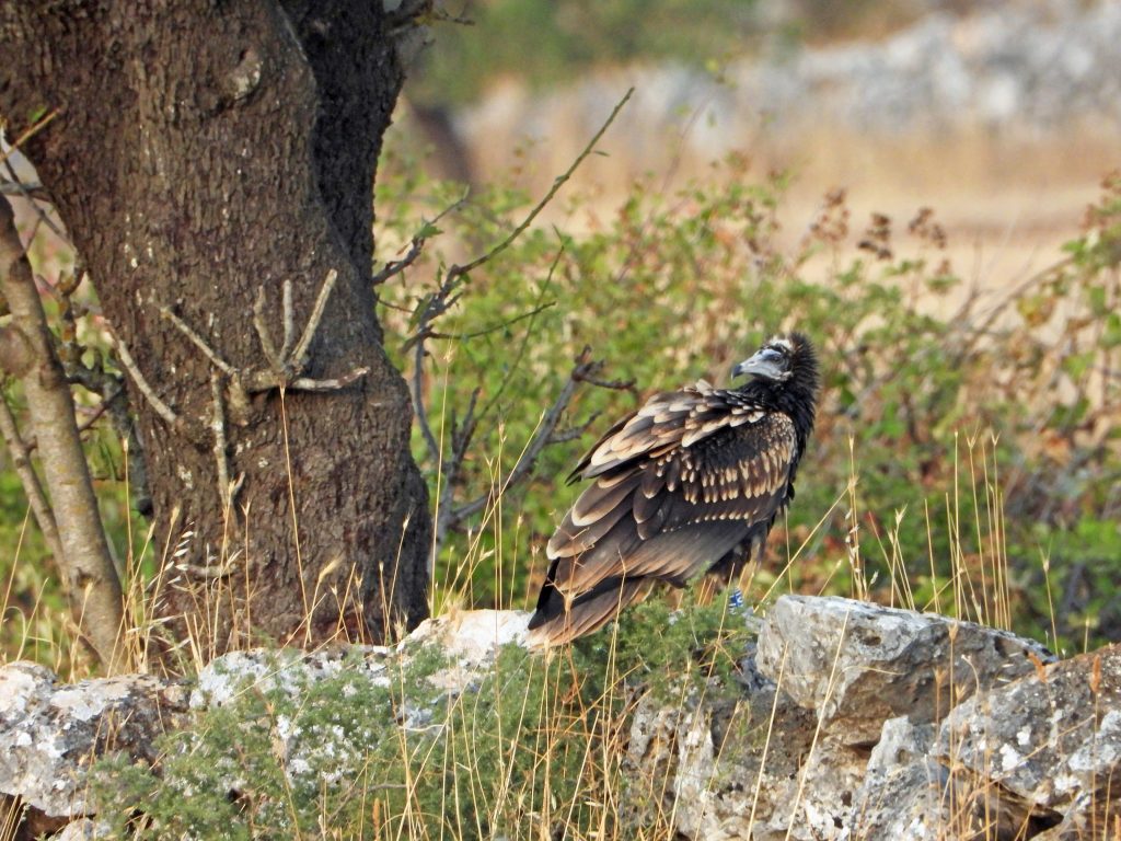 egyptian vulture italy