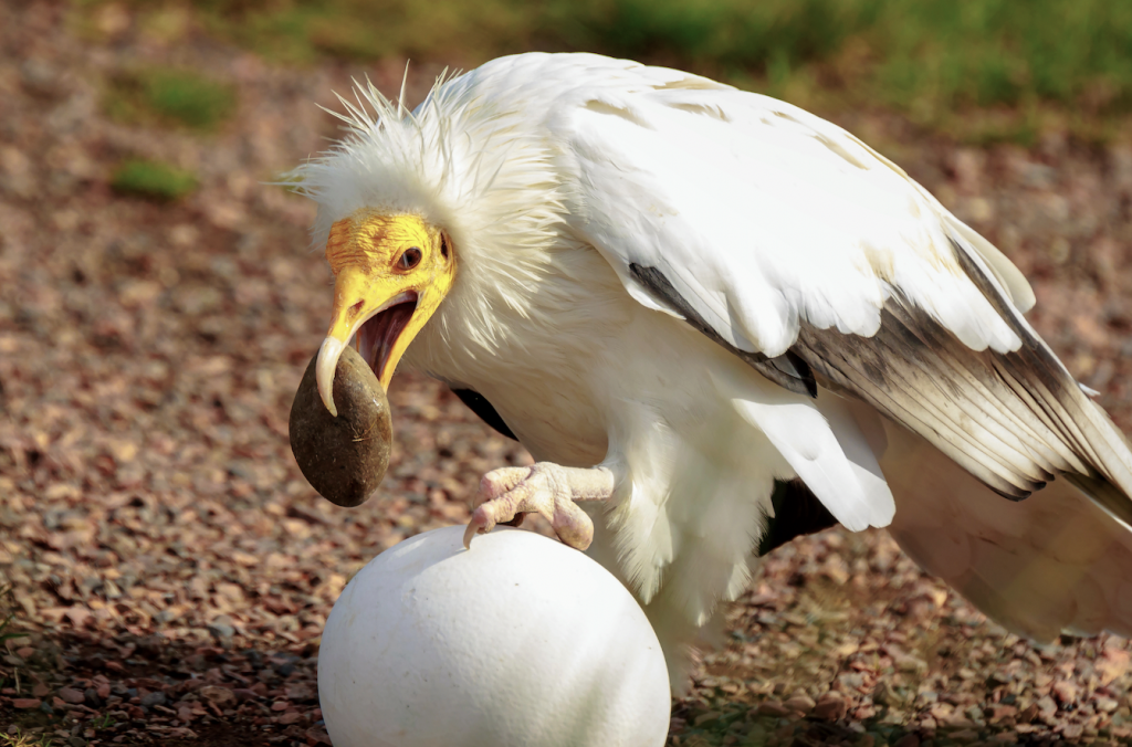 Eagles and Vulture