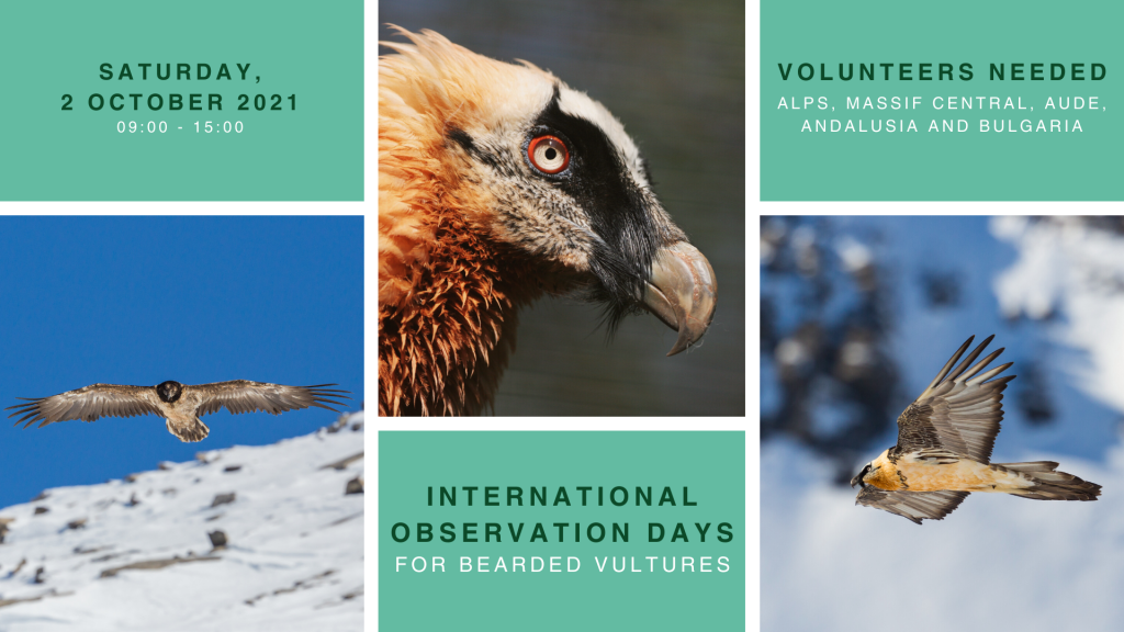 international observation days for bearded vultures 