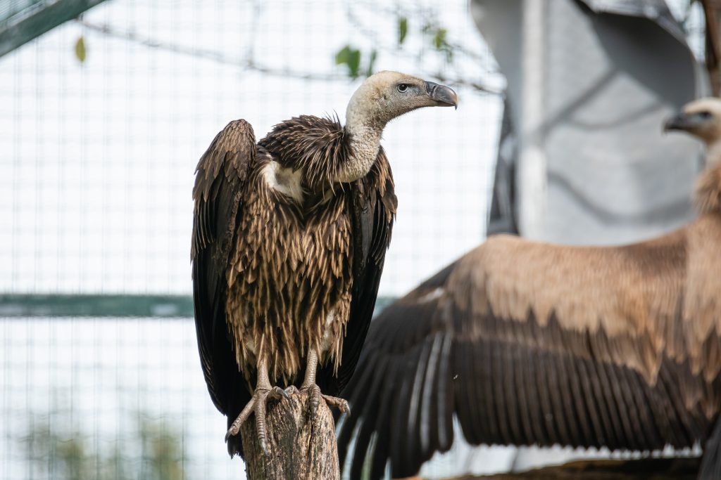 Nagpur Jumpsuit  Culture Vulture