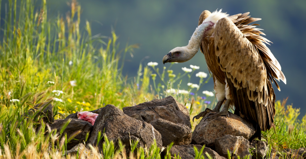  griffon vulture eating rhodopes