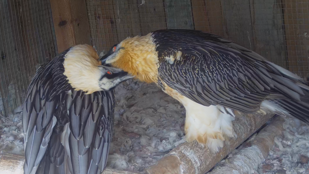 Bearded Vulture pairs in captivity are already busy with the new breeding season