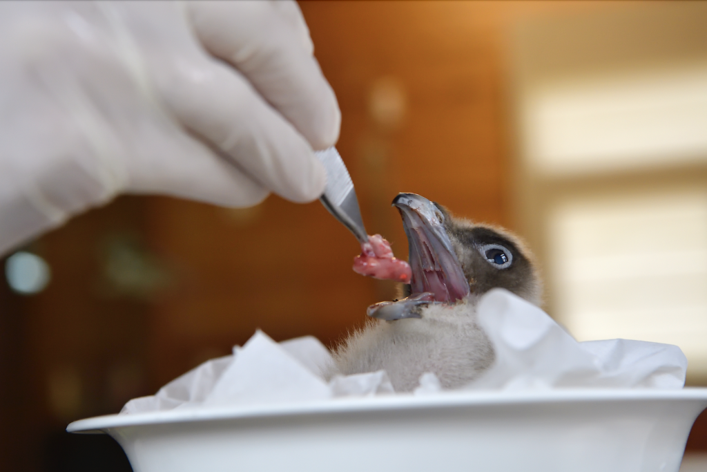 Feeding a Bearded Vulture chick that hatched in captivity