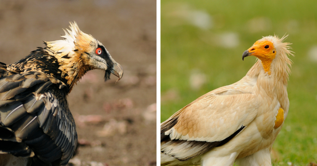 Vulture-conservation-works_Bearded-vulture-egyptian-vulture